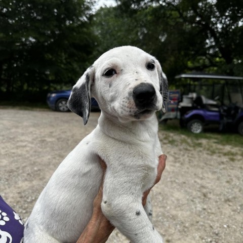 Lyric, an adoptable Dalmatian, Mixed Breed in Dallas, TX, 75201 | Photo Image 2