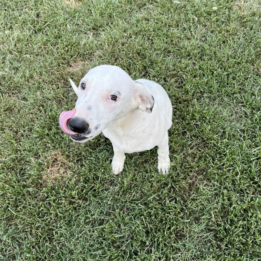 Lyric, an adoptable Dalmatian, Mixed Breed in Dallas, TX, 75201 | Photo Image 2