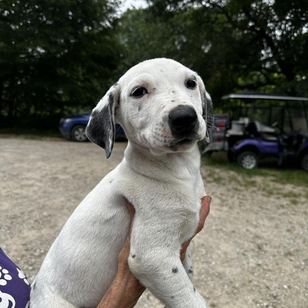 Lyric, an adoptable Dalmatian, Mixed Breed in Dallas, TX, 75201 | Photo Image 3