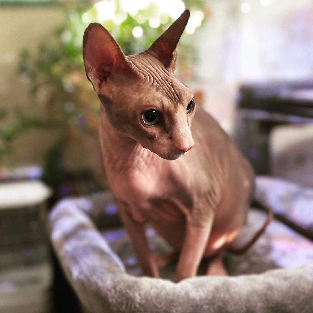 Cat for adoption Beau ***Bonded to Bella***, a Sphynx / Hairless Cat