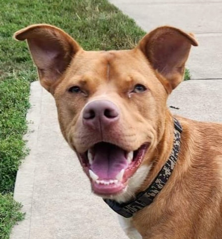 Colby blue nose store pitbull