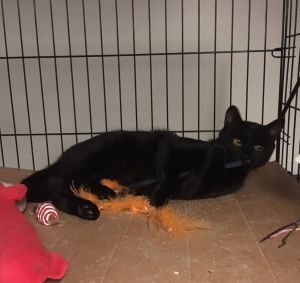 Julio bonded with Bronnie, Young Male Domestic Short Hair