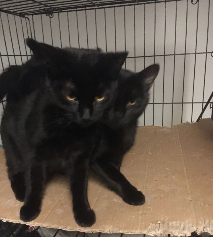 Julio bonded with Bronnie 3