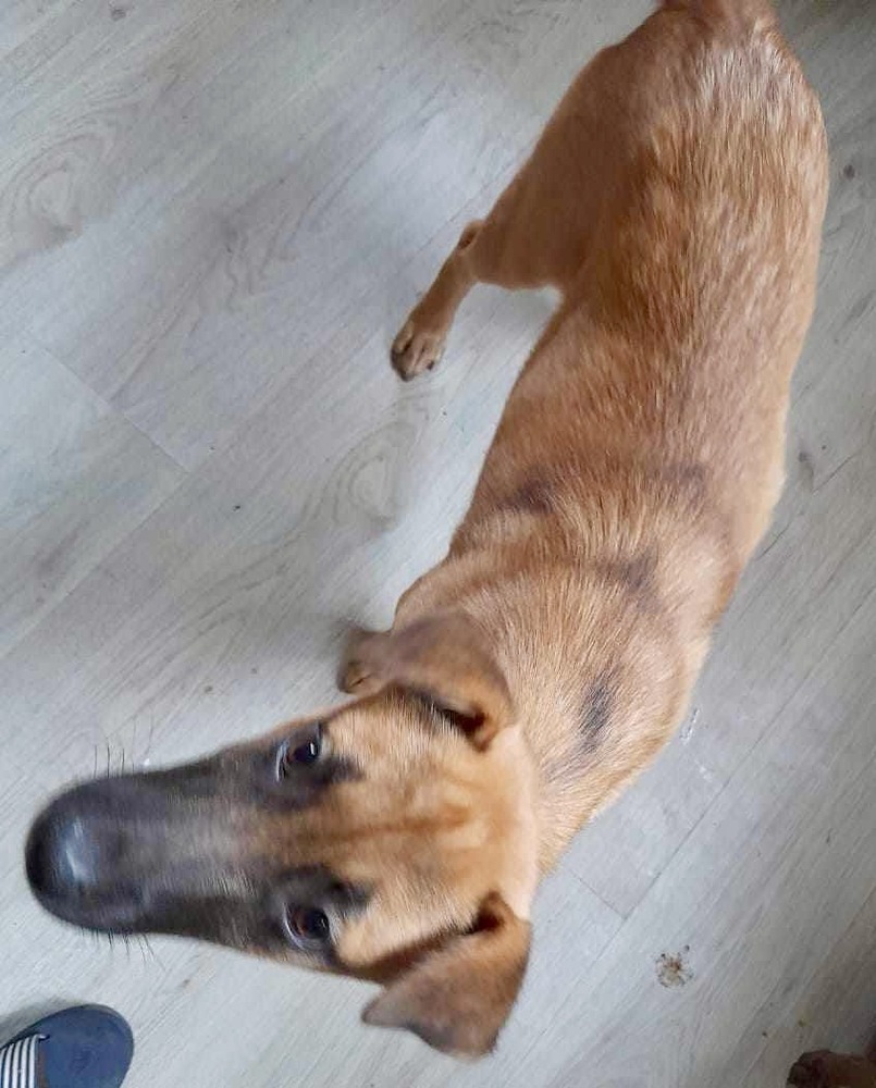 Peeka, an adoptable Belgian Shepherd / Malinois, German Shepherd Dog in Puyallup, WA, 98373 | Photo Image 3