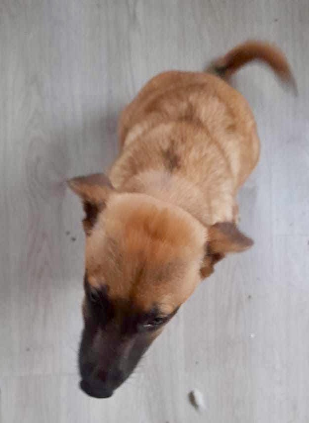 Peeka, an adoptable Belgian Shepherd / Malinois, German Shepherd Dog in Puyallup, WA, 98373 | Photo Image 4