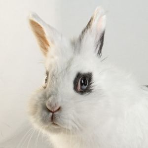 Ruffles, Adult Female unknown