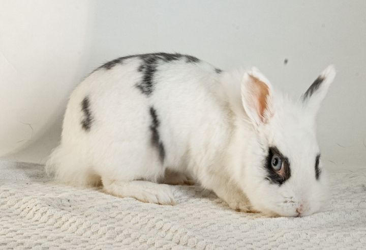 Rabbit♡　1005 Amazon.com: Outdoor Rabbit Hutch, 94