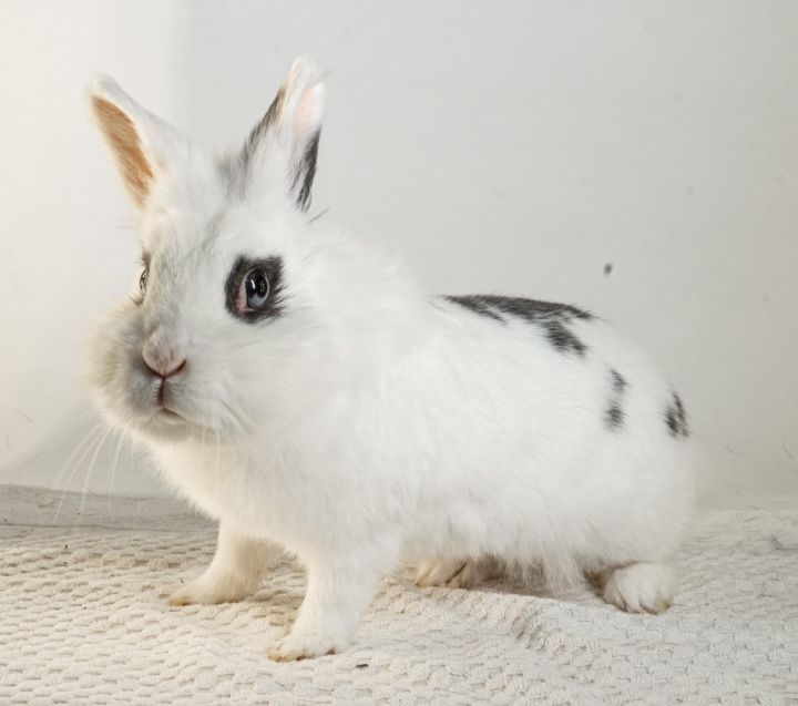 パルフェット Private Bunny WHITE MINT