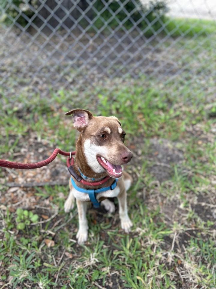 Keiko, an adoptable Siberian Husky & Boston Terrier Mix in Fulton, TX_image-1