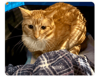 Mack, an adoptable Domestic Short Hair in St. Cloud, MN_image-1