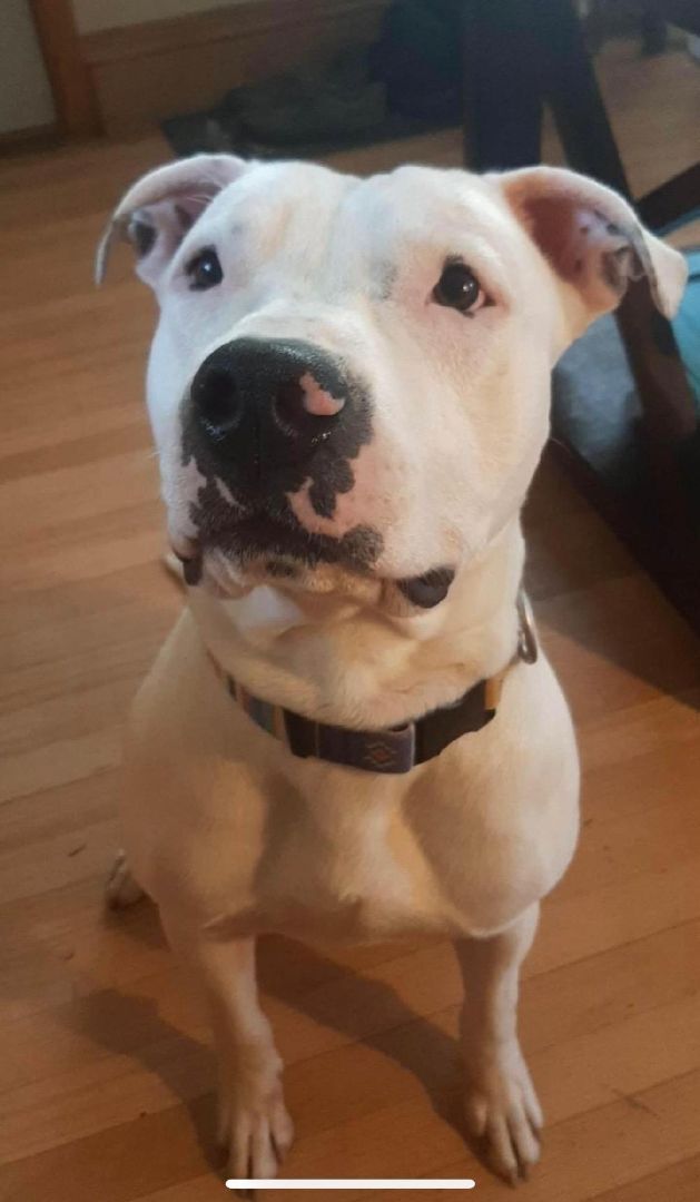 Charlie, an adoptable Dogo Argentino & American Bully Mix in Hoffman Estates, IL_image-2