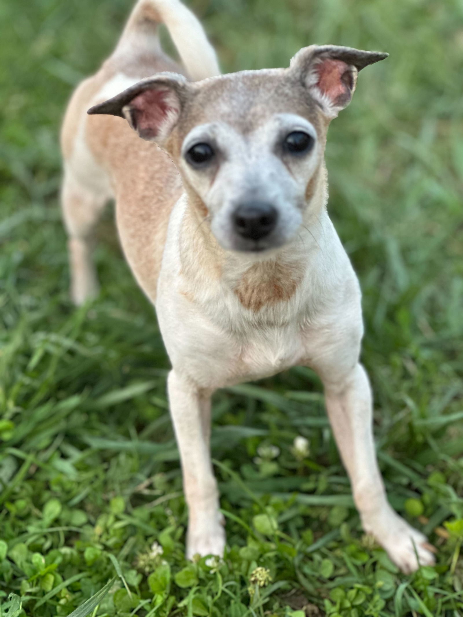 Trixie May 23 - In Foster in Rocky Mount, NC