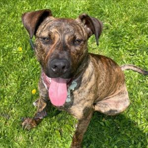 Coco- Loves people, dogs AND bananas!