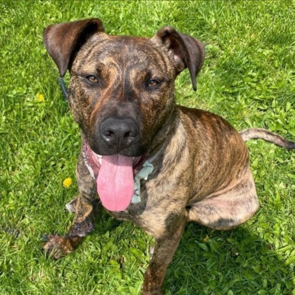 Coco- Loves people, dogs AND bananas!