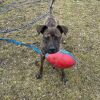 Coco- Loves people, dogs AND bananas!