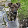 Coco- Loves people, dogs AND bananas!