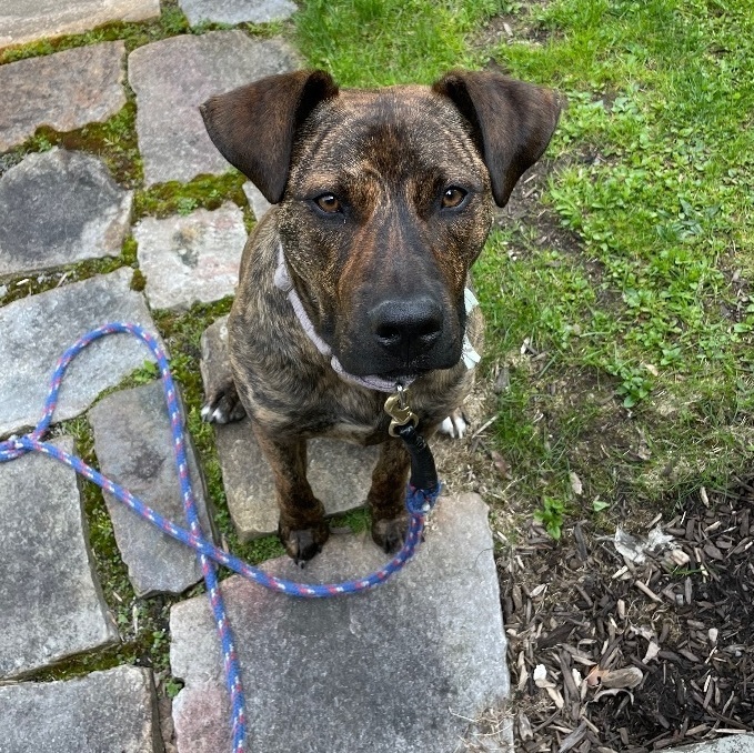 Coco- Loves people, dogs AND bananas!, an adoptable Plott Hound Mix in Rome, NY_image-5