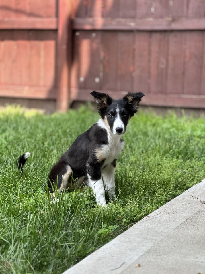 London, an adoptable Border Collie in Troy, IL_image-5