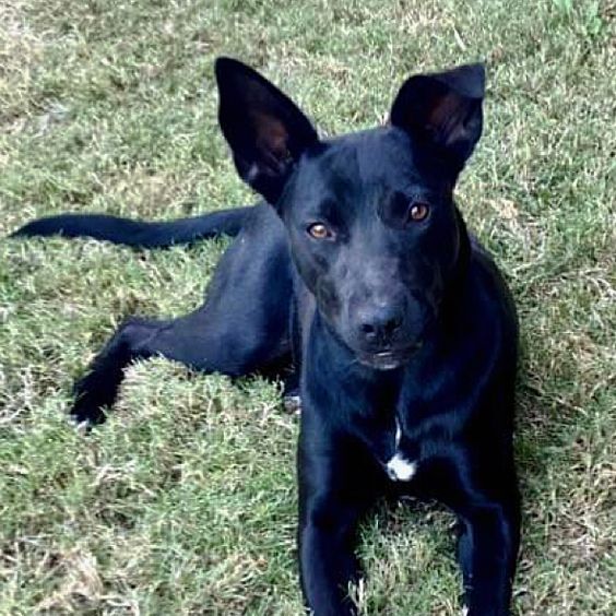 Layla, an adoptable Shepherd & Black Labrador Retriever Mix in Oklahoma City, OK_image-2