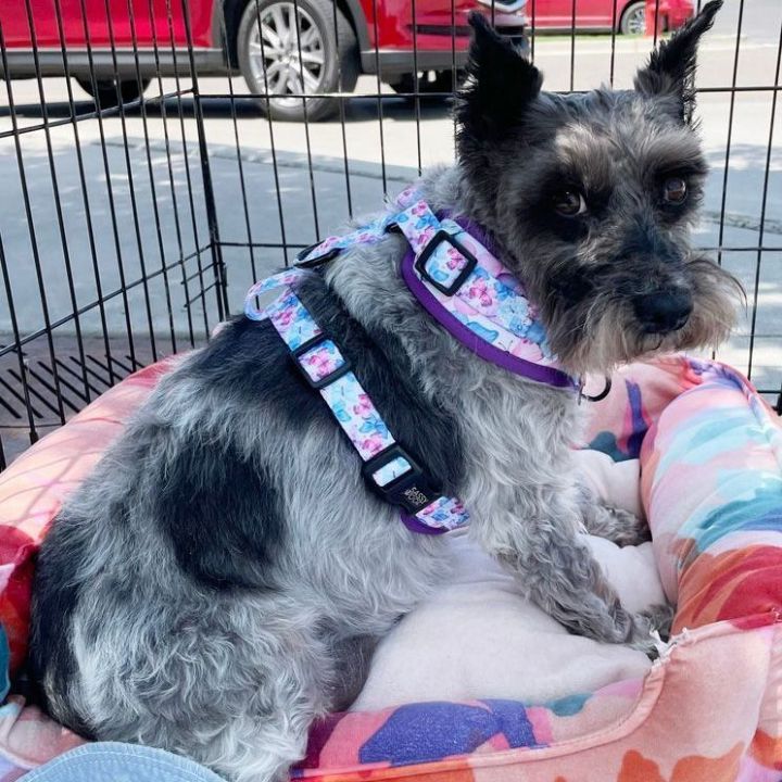 Angel, an adopted Miniature Schnauzer in Oklahoma City, OK_image-5