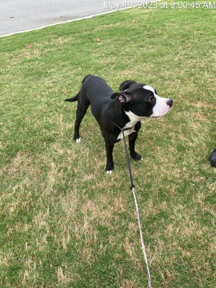 Bo Dallas, an adoptable Pit Bull Terrier in Douglasville, GA_image-2