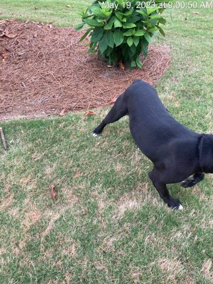 Bo Dallas, an adoptable Pit Bull Terrier in Douglasville, GA_image-4