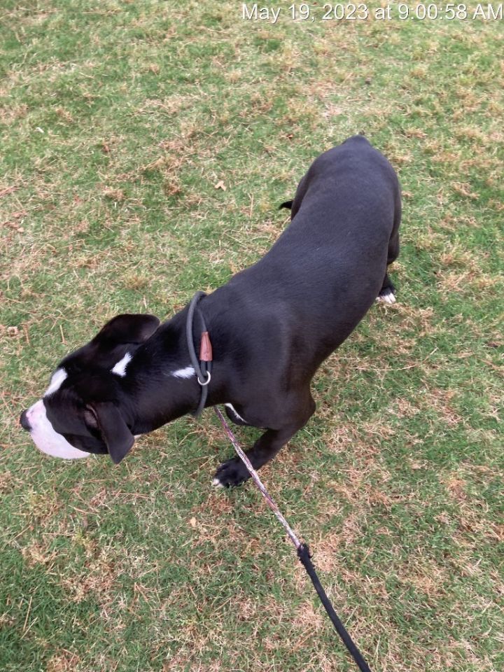 Bo Dallas, an adoptable Pit Bull Terrier in Douglasville, GA_image-5