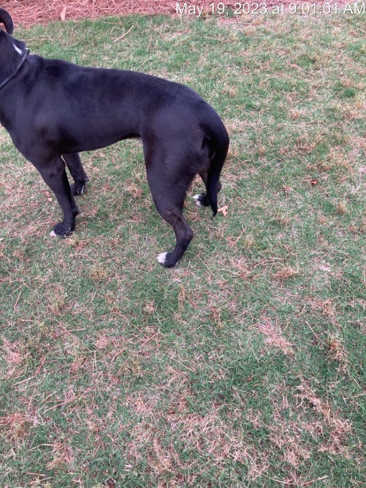 Bo Dallas, an adoptable Pit Bull Terrier in Douglasville, GA_image-6