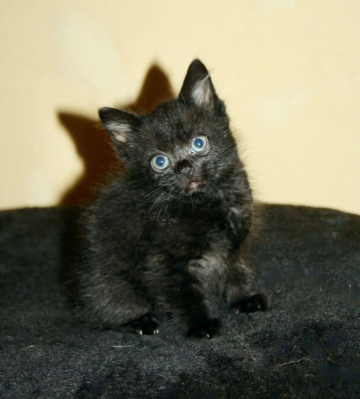Echo 1