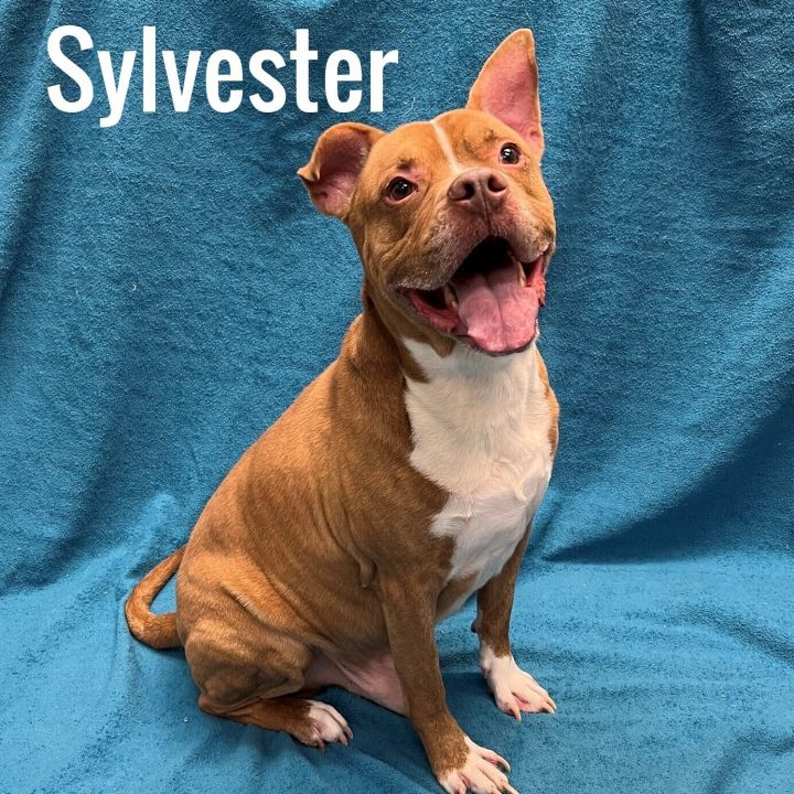 Sylvester, an adoptable Staffordshire Bull Terrier in Pleasantville, NJ_image-1