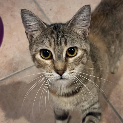 Tillie, an adoptable Domestic Short Hair in Fort Lauderdale, FL_image-1