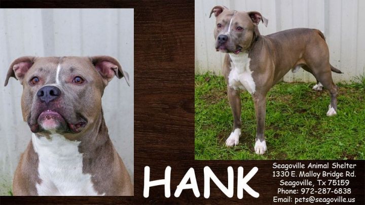 Hank, an adoptable Pit Bull Terrier Mix in Seagoville, TX_image-2