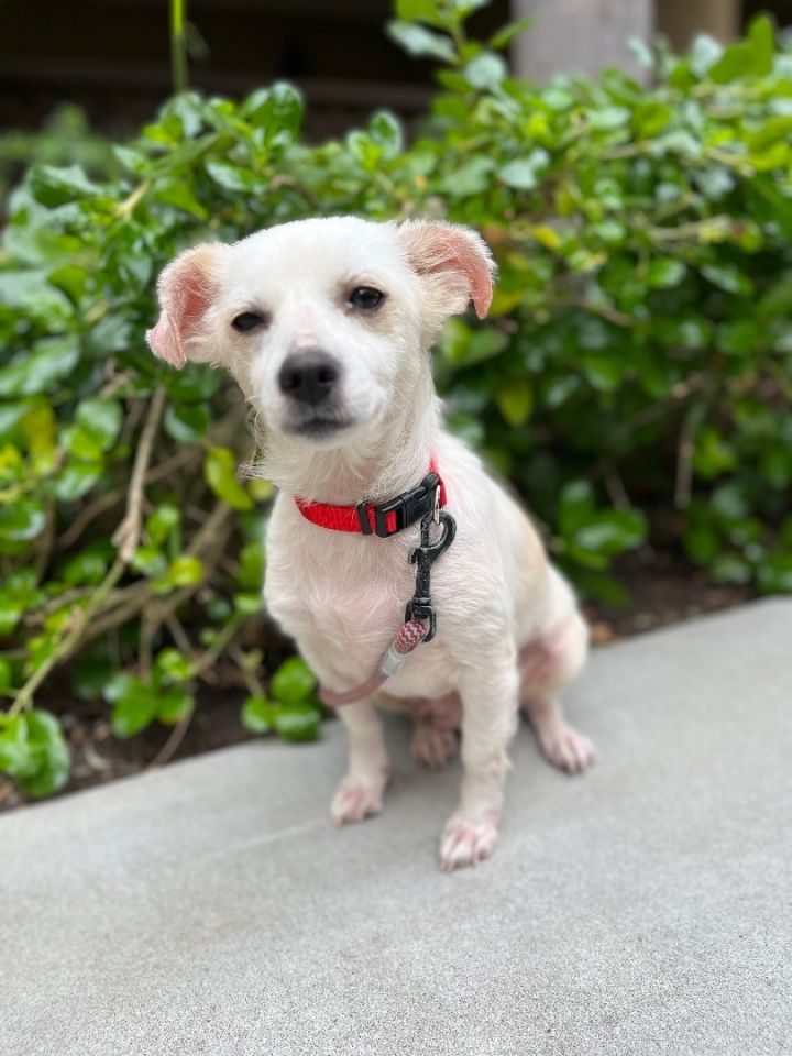 Luna , an adoptable Cairn Terrier & Chihuahua Mix in Poway, CA_image-2