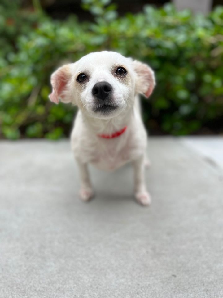 Luna , an adoptable Cairn Terrier & Chihuahua Mix in Poway, CA_image-5