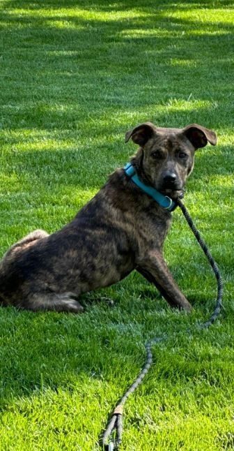 Billy, an adoptable Terrier & Retriever Mix in Sheboygan, WI_image-4