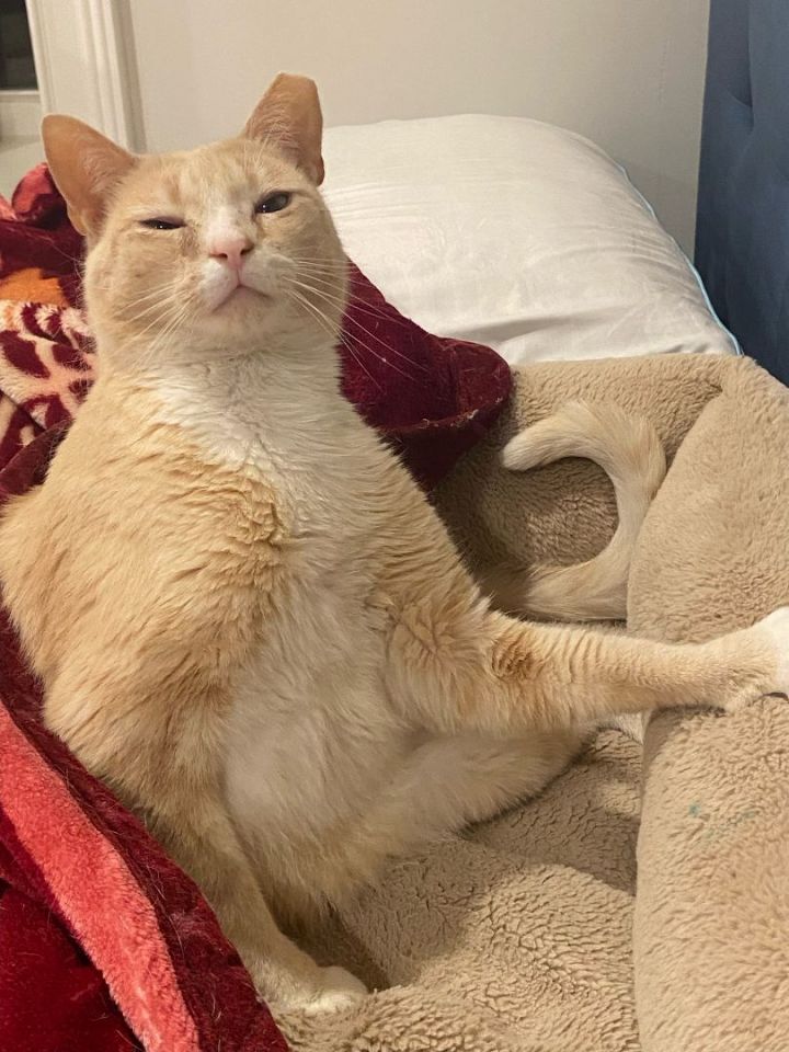 Creampuff Springfield (adoption fee 1/2 off until 7/1!) 1
