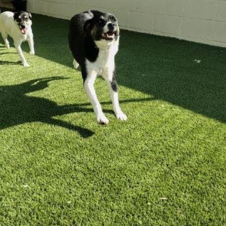 Hunter, an adoptable Terrier Mix in Bangor, ME_image-5