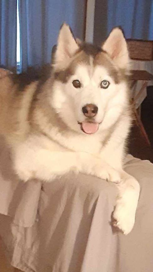 Milo 1