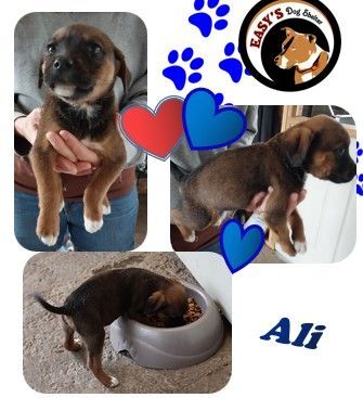 Ali, an adopted Belgian Shepherd / Malinois & Boxer Mix in Tracy City , TN_image-1