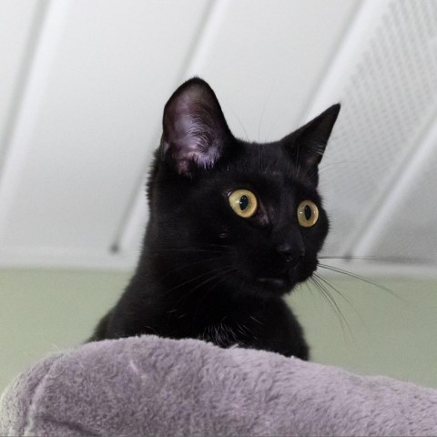 Harriet, an adoptable Domestic Short Hair in McKean, PA_image-3