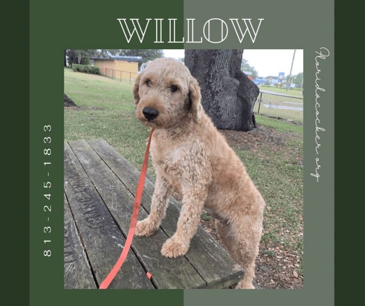 Willow, an adoptable Goldendoodle in Land O Lakes, FL_image-1