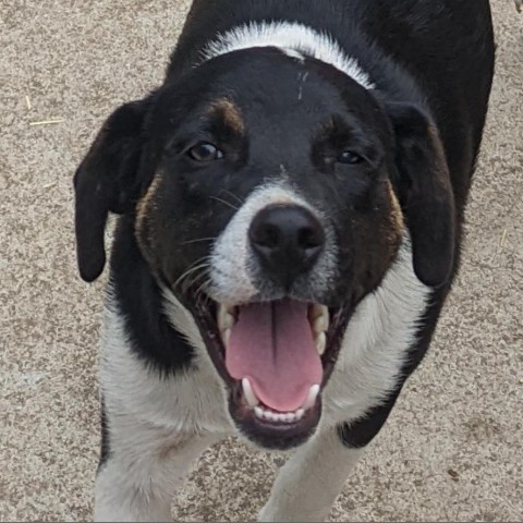 Hunter, an adoptable Terrier Mix in Charlottesville, VA_image-1