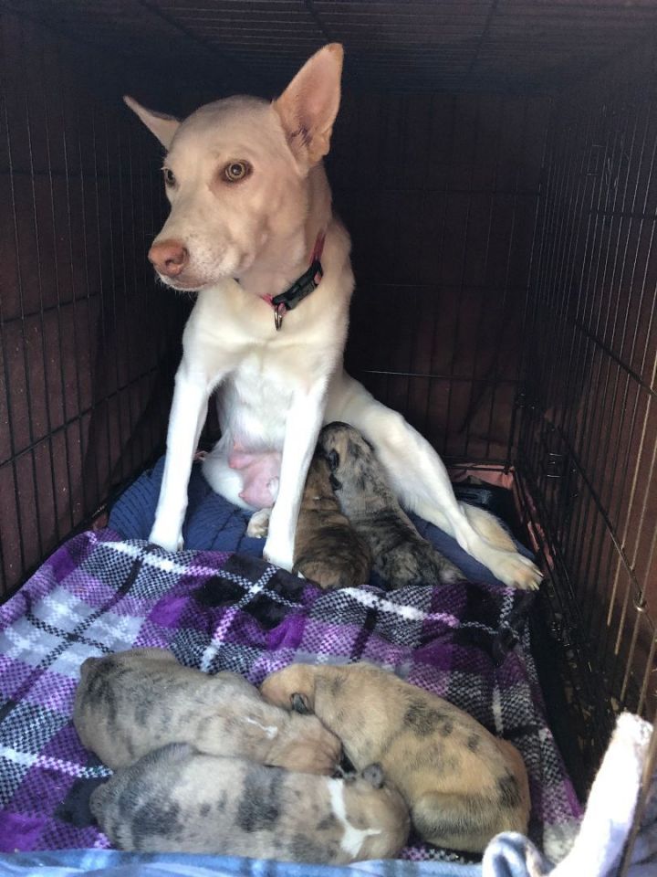 Zola, an adoptable Husky & German Shepherd Dog Mix in Tracy City , TN_image-3