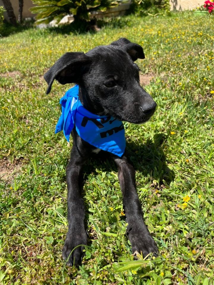 Max , an adoptable Black Labrador Retriever & Whippet Mix in Poway, CA_image-4