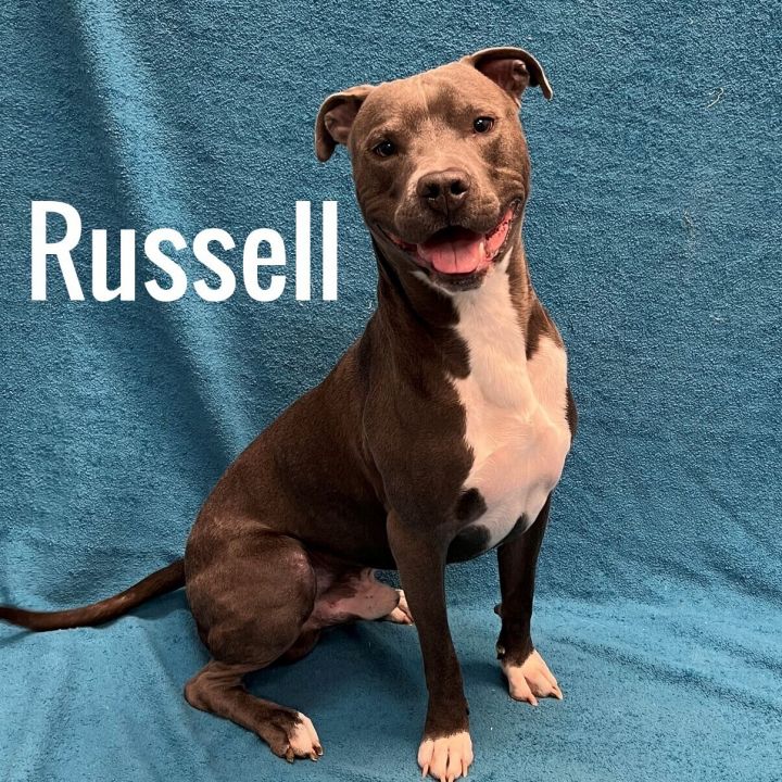 Russell, an adopted Pit Bull Terrier in Pleasantville, NJ_image-1