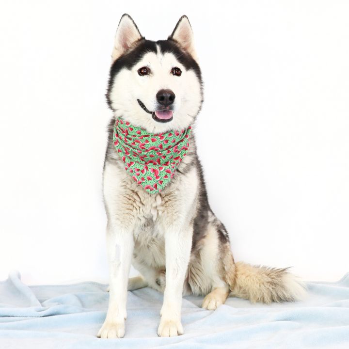 Padfoot, an adopted Husky Mix in Clovis, CA_image-1