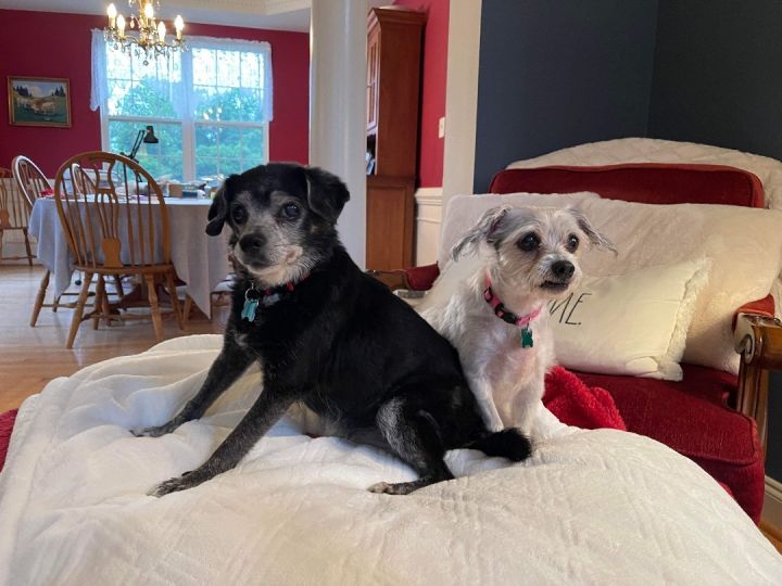 Mikki & Maggie - Bonded Pair, an adoptable Chihuahua & Terrier Mix in Highland, MD_image-2