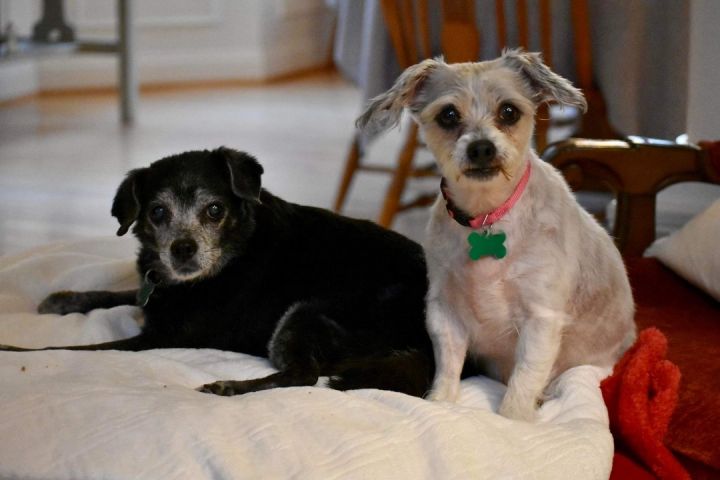 Mikki & Maggie - Bonded Pair, an adoptable Chihuahua & Terrier Mix in Highland, MD_image-3