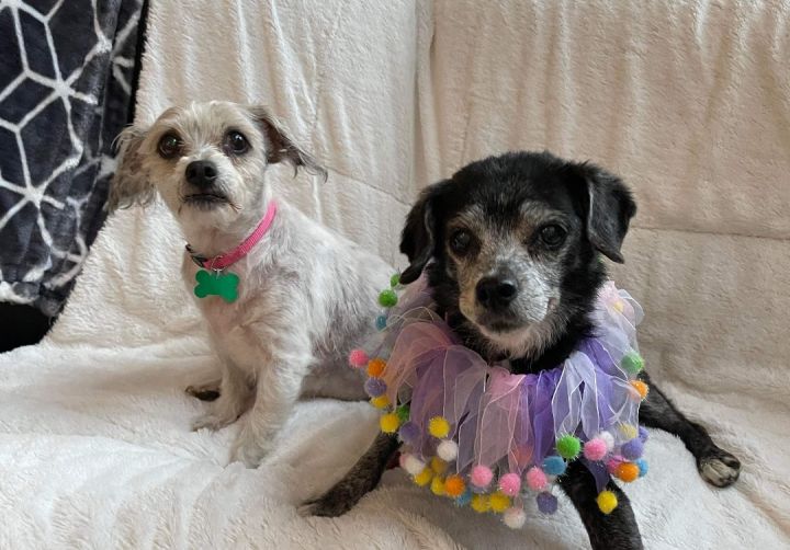 Mikki & Maggie - Bonded Pair 4
