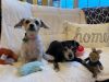 Mikki & Maggie - Bonded Pair